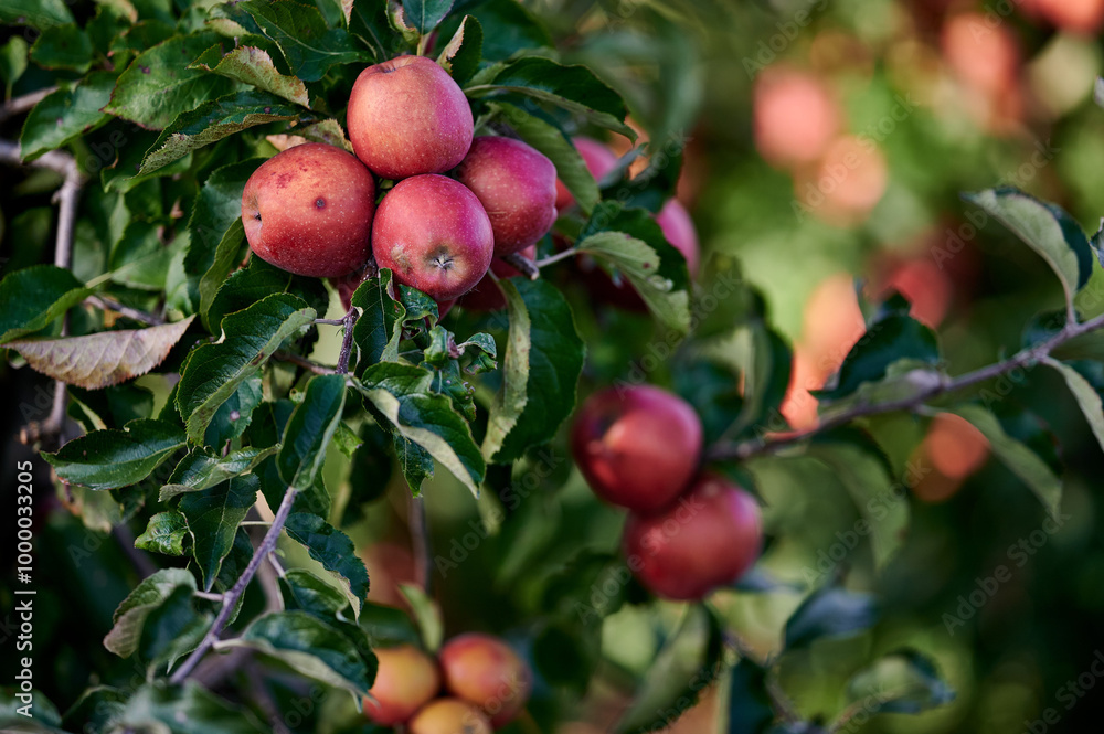 Cluster of Ripe Red Apples Hanging on a Branch in a Sunlit Orchard During Early Autumn, Captured in Soft Natural Light