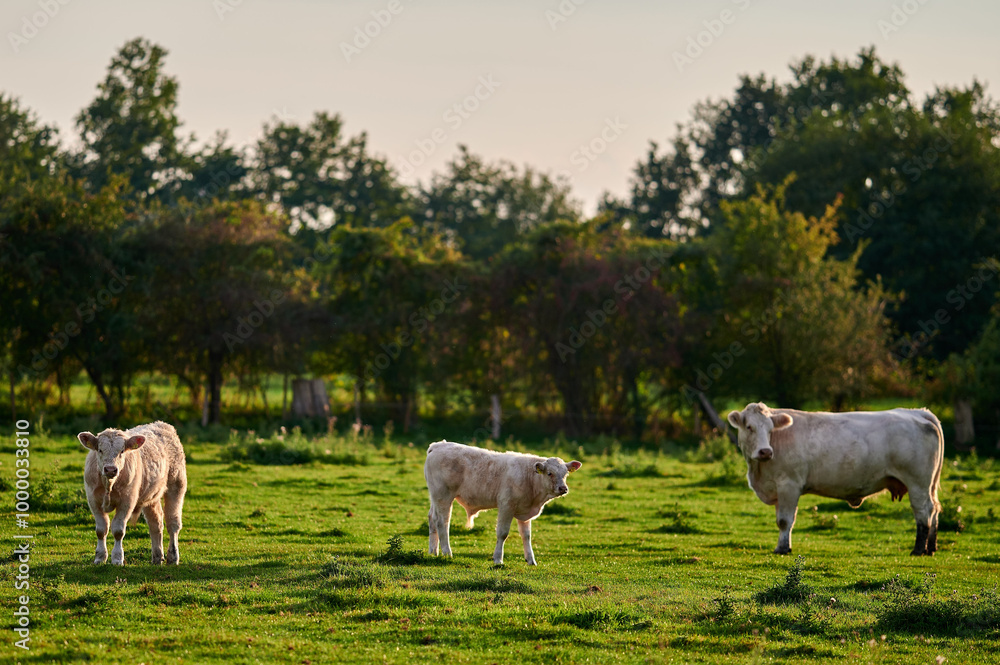 Serene scene of Charolais cows and calves in a lush green pasture during a peaceful autumn afternoon in rural England.
