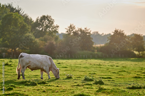 Obraz na płótnie Peaceful Charolais cow grazing on a lush green pasture under warm evening light in the rural countryside of England during autumn. w salonie
