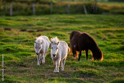 Obraz na płótnie Ponies Grazing and Interacting on an Evening Pasture in Rural Iceland, Captured in Warm Natural Light w salonie