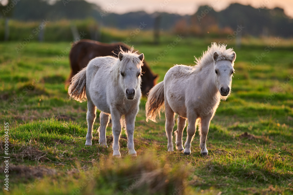 Ponies Grazing and Interacting on an Evening Pasture in Rural Iceland, Captured in Warm Natural Light