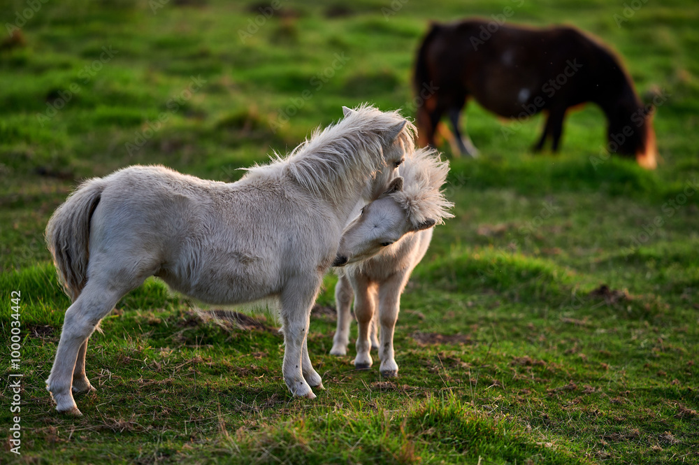 Ponies Grazing and Interacting on an Evening Pasture in Rural Iceland, Captured in Warm Natural Light