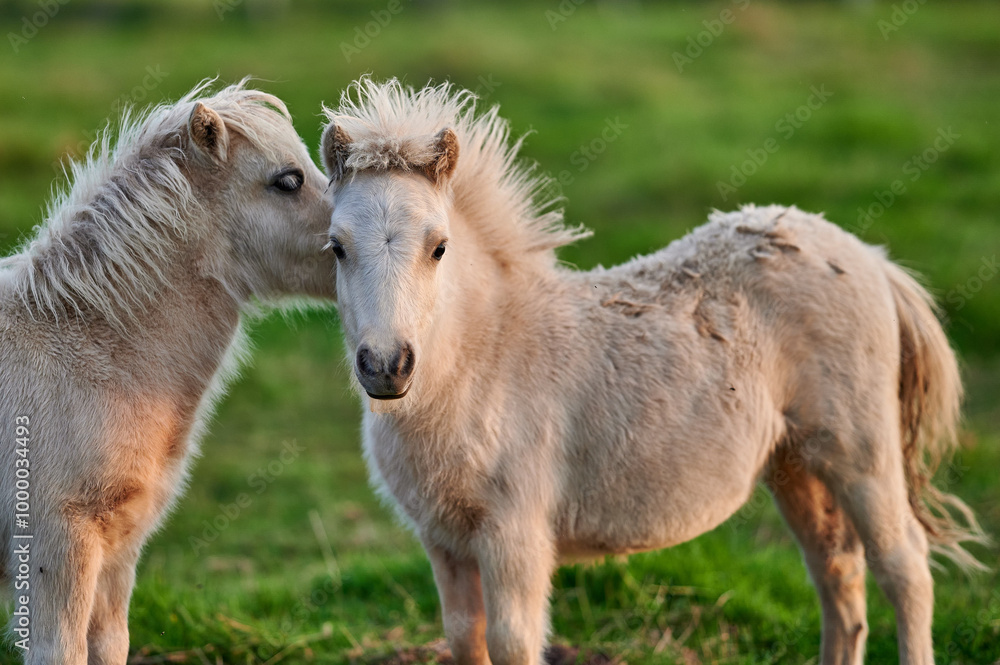 Two Young Ponies Nuzzling in an Evening Pasture in Rural Iceland, Captured in Soft Natural Light, Displaying Affectionate Behavior