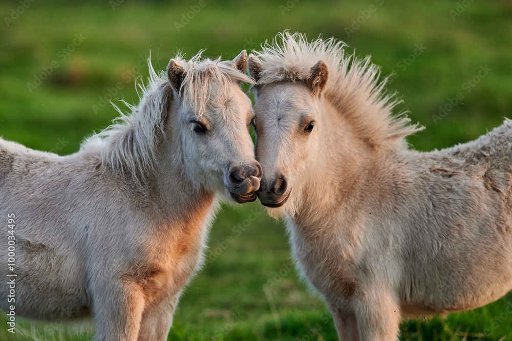 Two Young Ponies Nuzzling in an Evening Pasture in Rural Iceland, Captured in Soft Natural Light, Displaying Affectionate Behavior Two Young Ponies Nuzzling in an Evening Pasture in Rural Iceland, Captured in Soft Natural Light, Displaying Affectionate Behavior