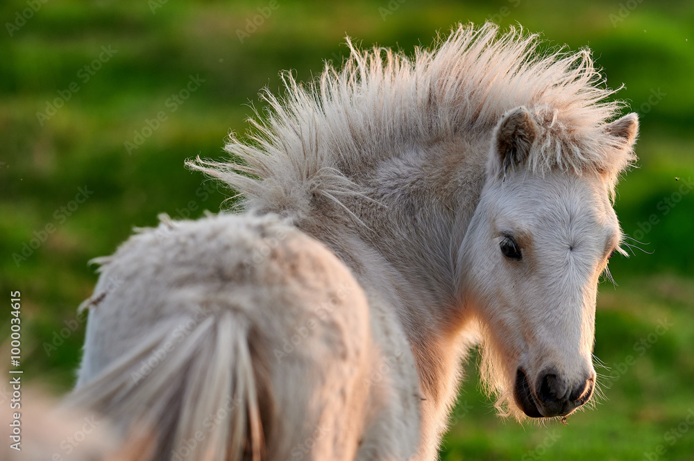 Young Pony Looking Back Over Its Shoulder in a Rural Icelandic Pasture, Captured in Soft Evening Light