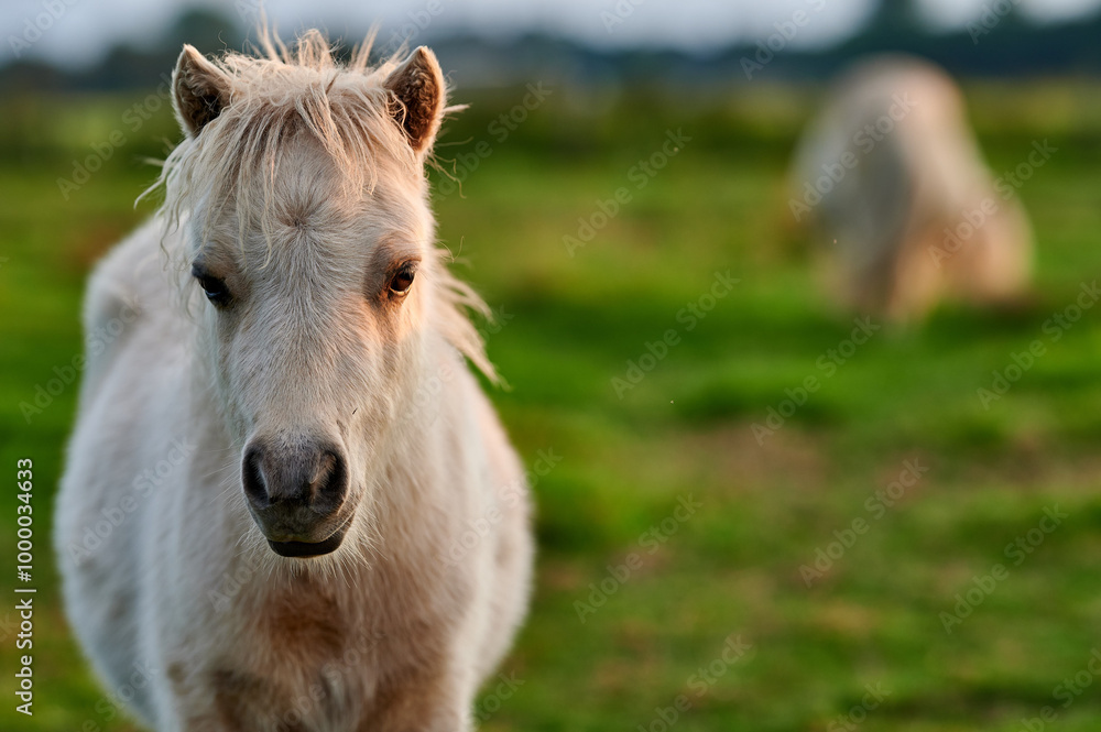 Young White Pony Facing the Camera in a Peaceful Evening Pasture in Rural Iceland, Bathed in Warm Ambient Light