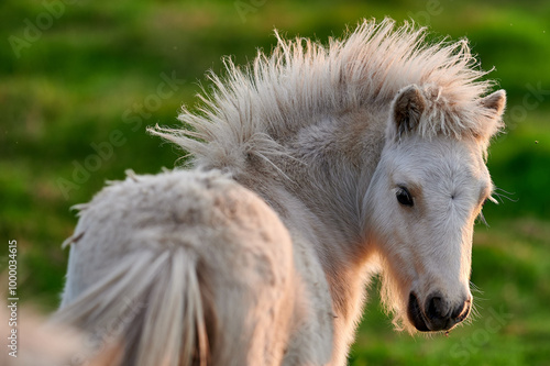 Obraz na płótnie Young Pony Looking Back Over Its Shoulder in a Rural Icelandic Pasture, Captured in Soft Evening Light w salonie
