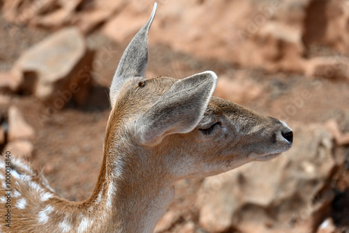 Sika deer close-up feeding in natural conditions on a sunny day