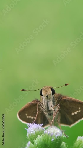 butterfly on a flower 