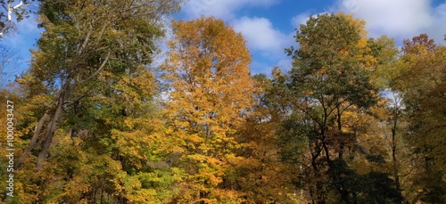 Golden Autumn