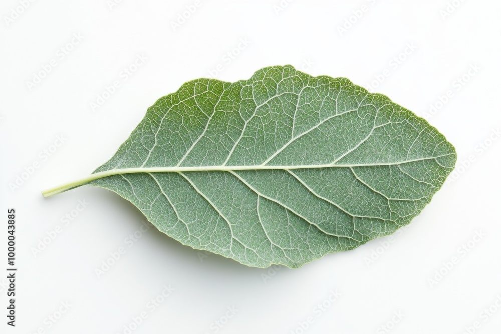 Tender Lamb's Quarters Leaf on White Surface Tender Lamb's Quarters Leaf on White Surface