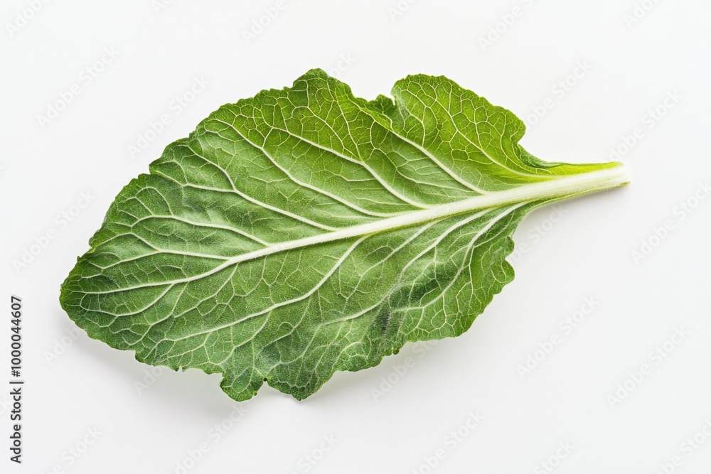 Velvety Mullein Leaf on White Background Velvety Mullein Leaf on White Background