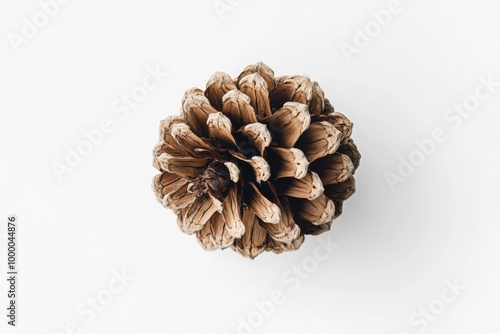 Textured Pinecone on Plain White Background