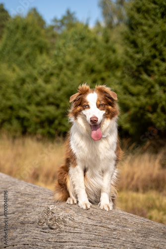 Australian Shepherd Sitting on a Log