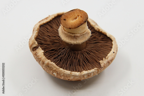 A brown mushroom with visible gills scatterA brown mushroom with visible gills scattered on a white background.ed on a white background. photo