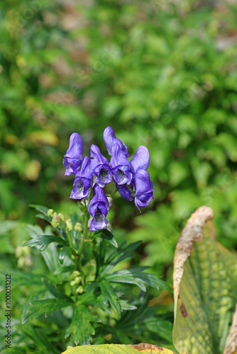 Closeup of Monk's hood blooms, Powys Wales
 photo