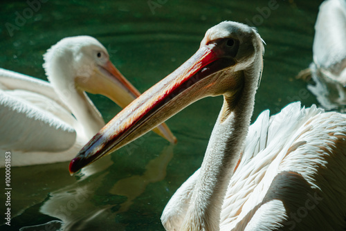 Two Pelicans on Water with Prominent Beak and Feather Texture