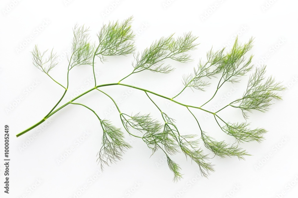 Feathery Wild Fennel Frond on White Surface Feathery Wild Fennel Frond on White Surface