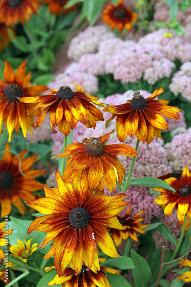 Macro image of a cluster of Black-eyed Susan blooms, Powys Wales
Macro image of a cluster of Black-eyed Susan blooms, Powys Wales