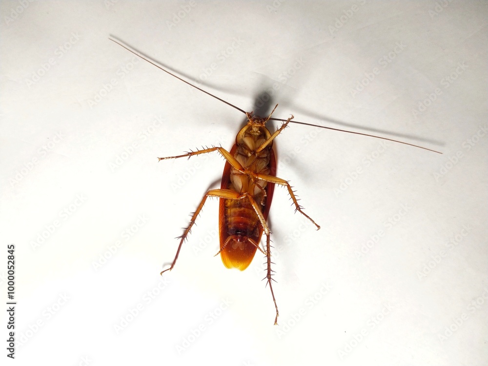 cockroach on white background cockroach on white background
