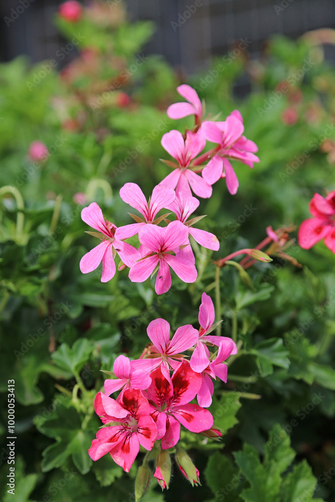 Fototapeta premium Macro image of pink Ivy Geranium blooms, Powys Wales