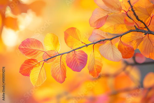 Beautiful yellow red and orange leaves in an autumn park