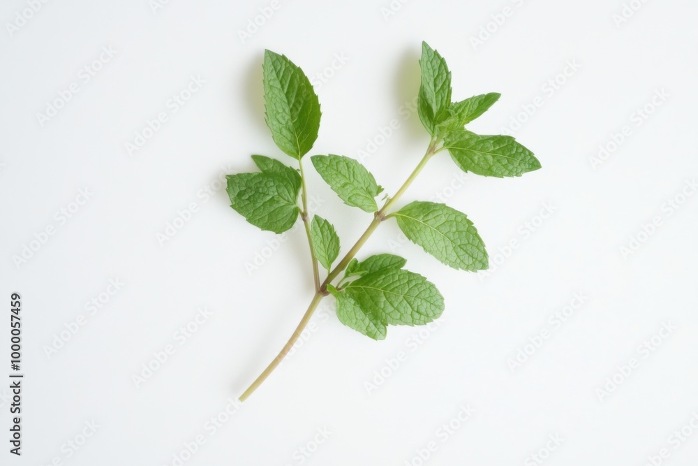 Aromatic Wild Mint Sprig on White Background Aromatic Wild Mint Sprig on White Background