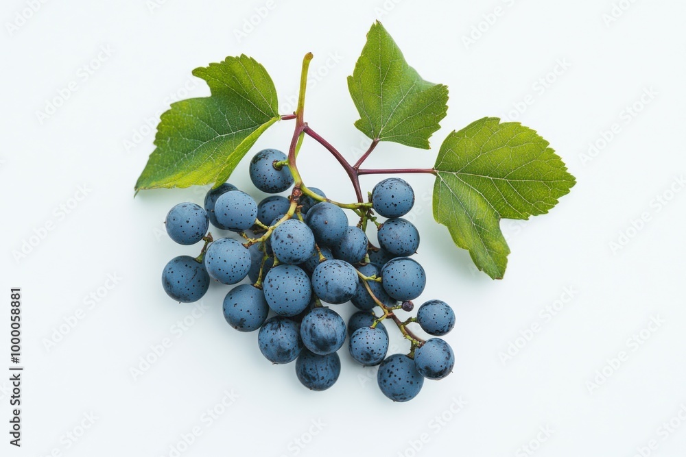 Tart Wild Oregon Grape on White Background Tart Wild Oregon Grape on White Background