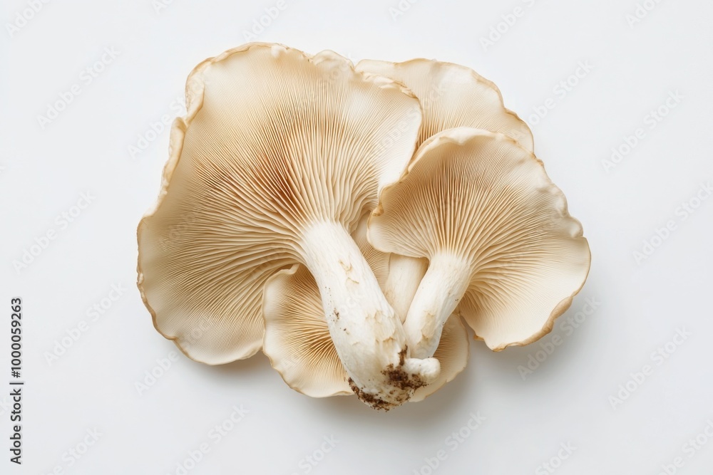 Fluted Wild Oyster Mushroom on White Fluted Wild Oyster Mushroom on White
