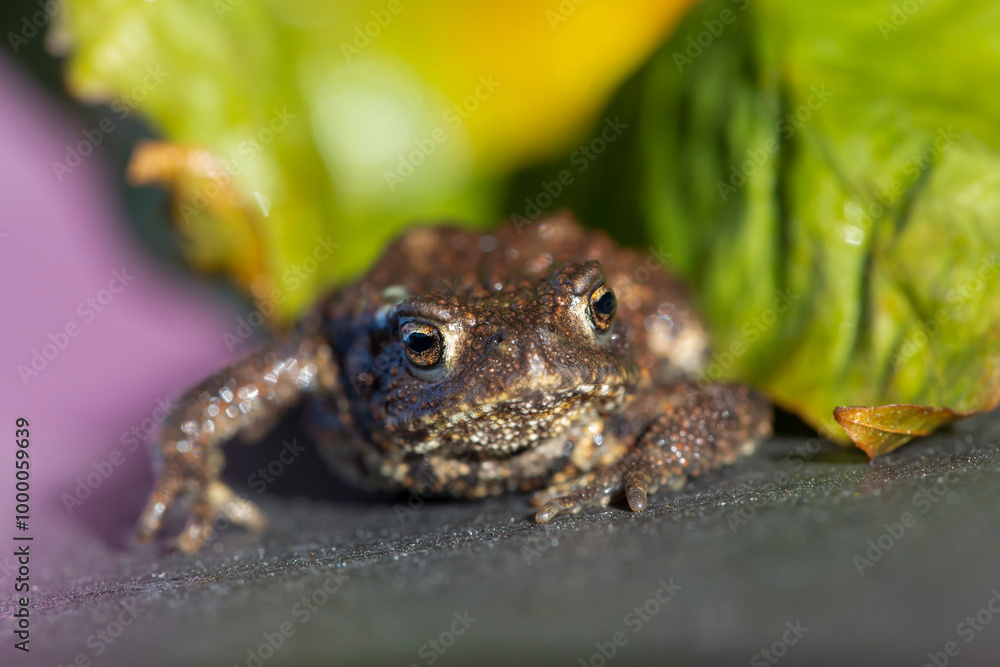 Obraz premium Common toad in front of a autumnal leaf
