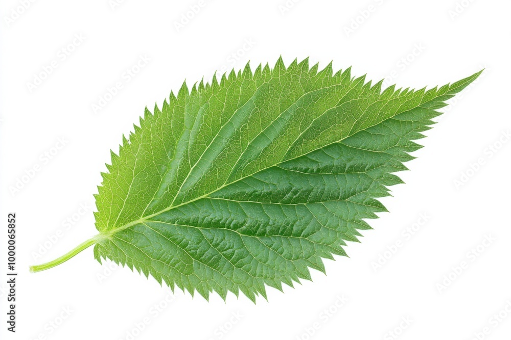 Serrated Wild Stinging Nettle Leaf on White Serrated Wild Stinging Nettle Leaf on White