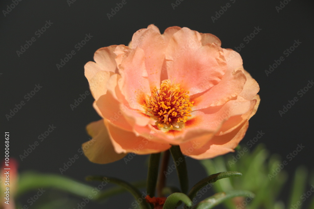Fototapeta premium Salmon color Portulaca grandiflora flower. Common names this flower: eleven o'clock, Mexican rose, moss rose, sun rose. Dark Gray Background.