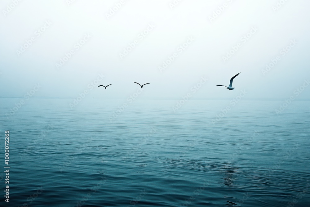 Three Seagulls Flying Over Calm Blue Water Three Seagulls Flying Over Calm Blue Water