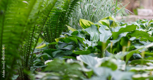 Lush green garden filled with ferns and hostas, creating tranquil, natural setting with diverse foliage.