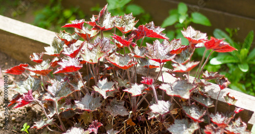 Vibrant red tinted foliage of Heuchera plant growing in wooden garden bed on sunny day. photo