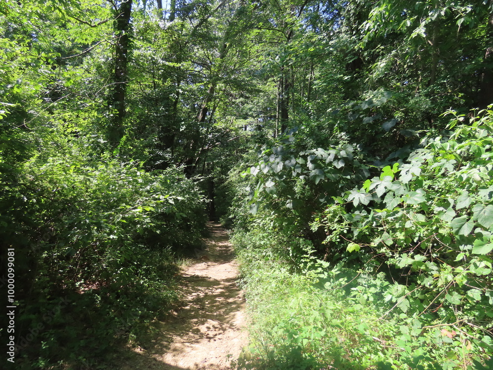 Fototapeta premium path in the forest