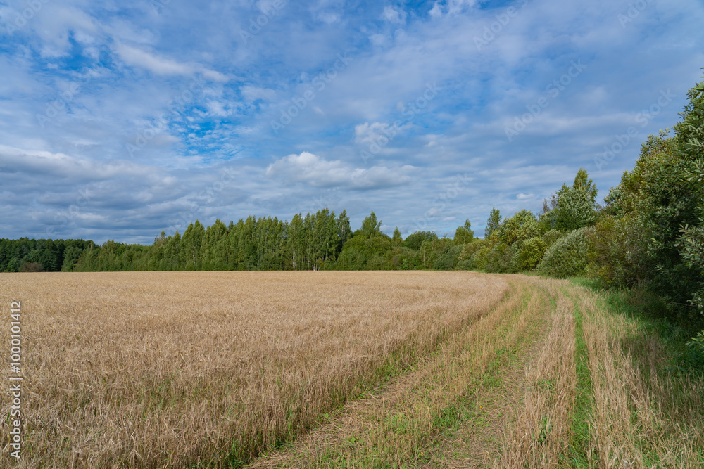 agricultural field with mown ears, dirt road to the forest
agricultural field with mown ears, dirt road to the forest