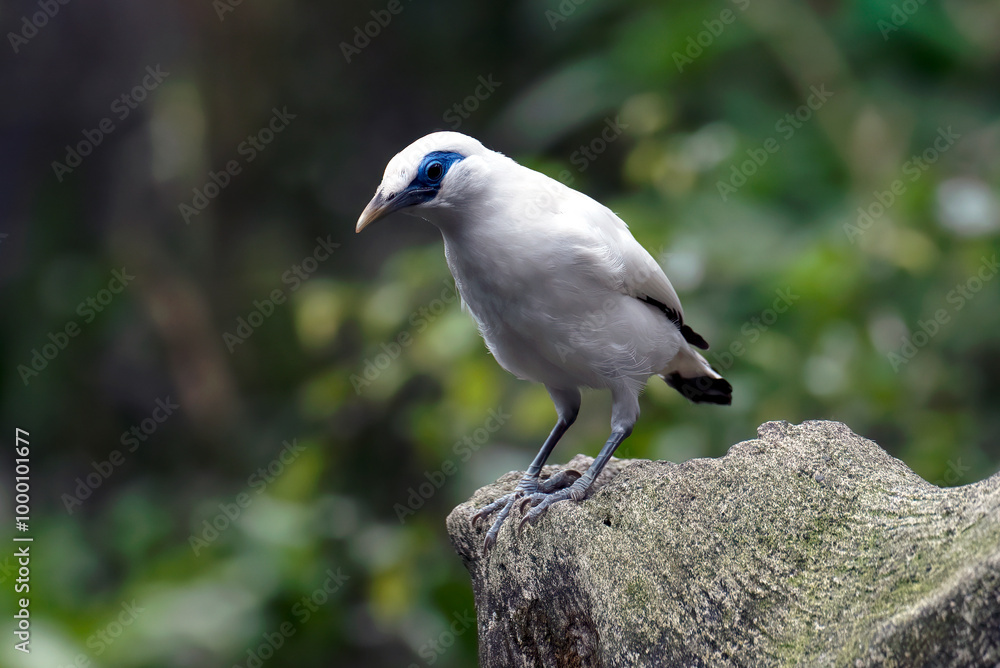 The Bali myna on a tree stump The Bali myna on a tree stump