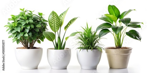 Botanical Elegance Lush Greenery Symphony in White Pots - Symmetrical Indoor Plant Row with Varied Foliage Textures Serene Home Decor Inspiration