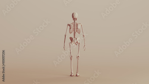 Beige musculature anatomy model muscles study mannequin monochrome neutral colour skin tones background back view 3d illustration render digital rendering photo