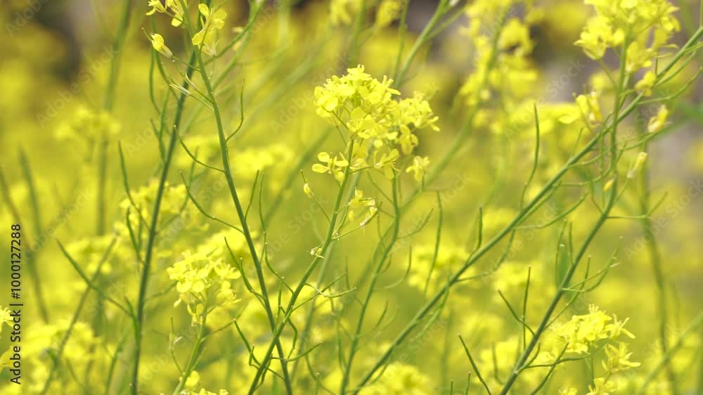 春のそよ風に揺れる菜の花