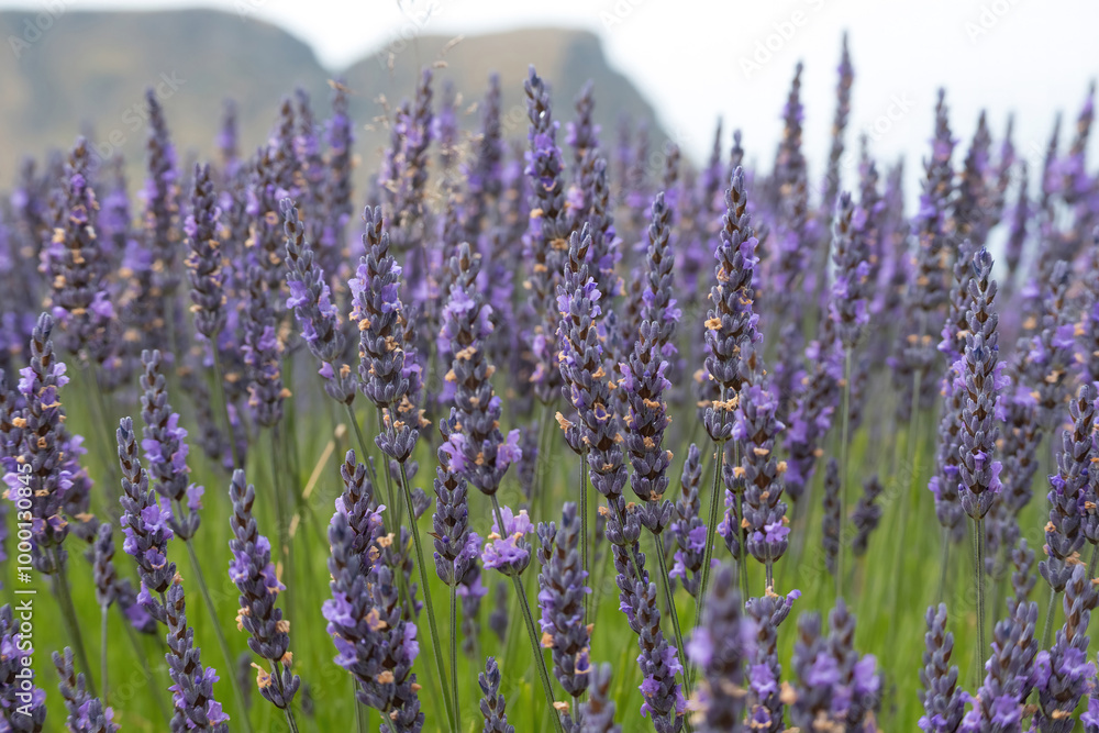 Obraz premium A close-up of the lavender flower clusters in the Ben Lomond Lavender Farm, Wakatipu Valley, South Island, New Zealand.