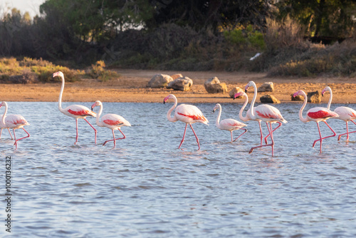 Flamants roses au coucher de soleil à La Franqui près de Leucate, oiseaux dans une lagune du littoral méditerranéen dans l’Aude, paysage naturel et lumière dorée en Occitanie, France