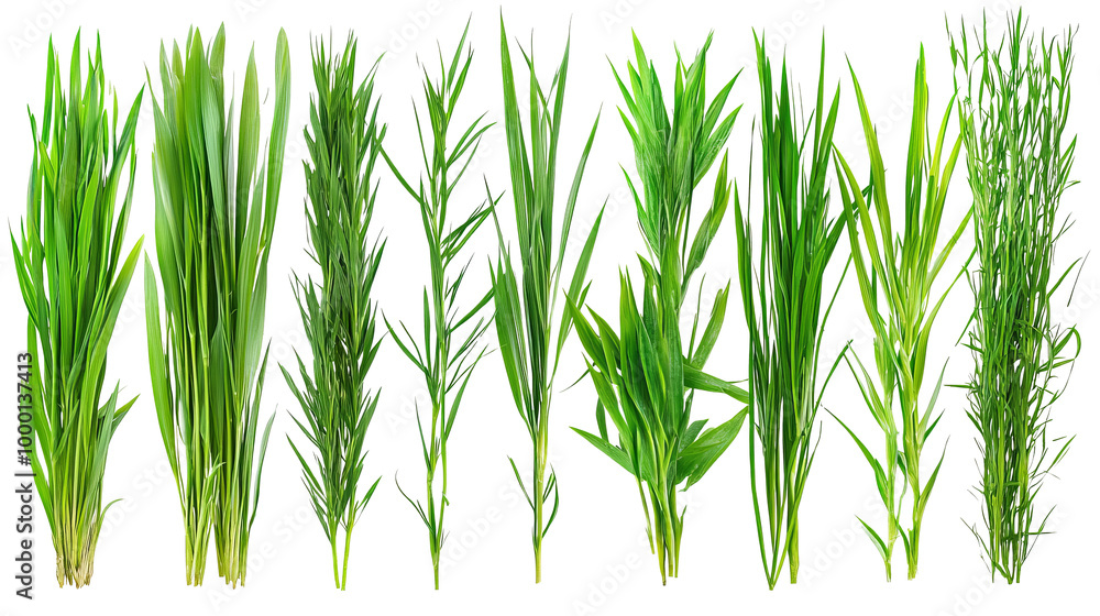 A selection of fresh green grass blades, isolated on a clean white background, ready for stock photo use A selection of fresh green grass blades, isolated on a clean white background, ready for stock photo use