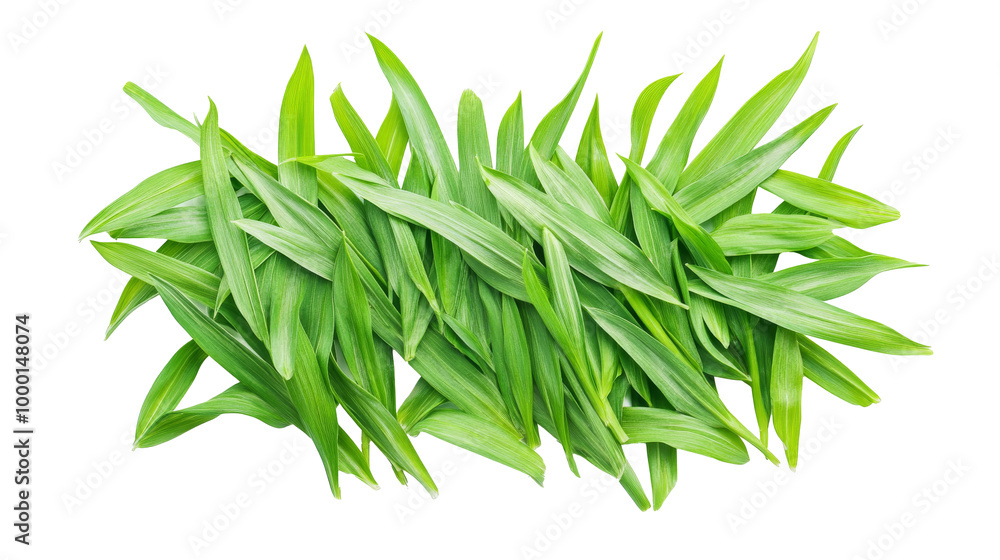 Top view of fresh green grass blades, solated on transparent background, PNG file, ideal for clean and minimal stock images Top view of fresh green grass blades, solated on transparent background, PNG file, ideal for clean and minimal stock images