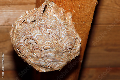 whole round wasp nest under the roof on the attic beam, paper nest of the european wasp, vespula germanica
