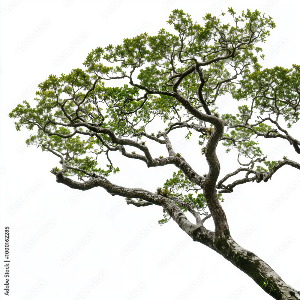 Canopy of Costa Rican Roble Oak Tree with Bromeliads Isolated on White Canopy of Costa Rican Roble Oak Tree with Bromeliads Isolated on White