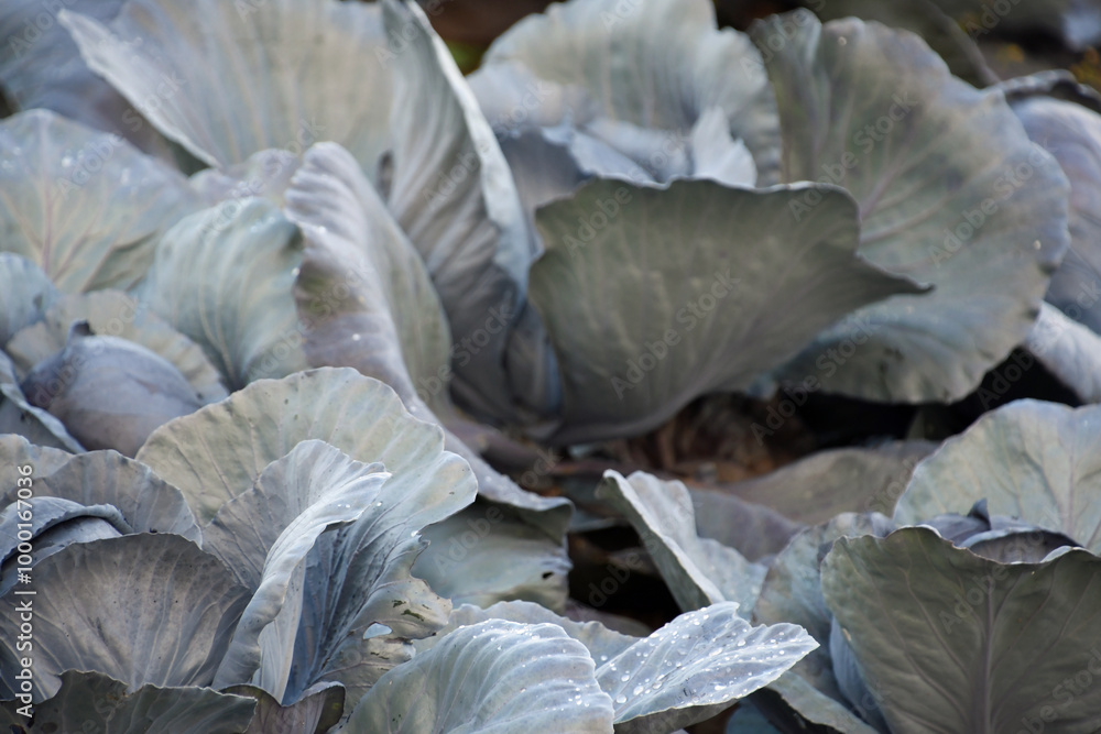 Rotkohl erntereif auf dem Feld Rotkohl erntereif auf dem Feld