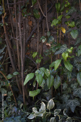 Plants part, brown branches and green leaves like in jungle
 photo