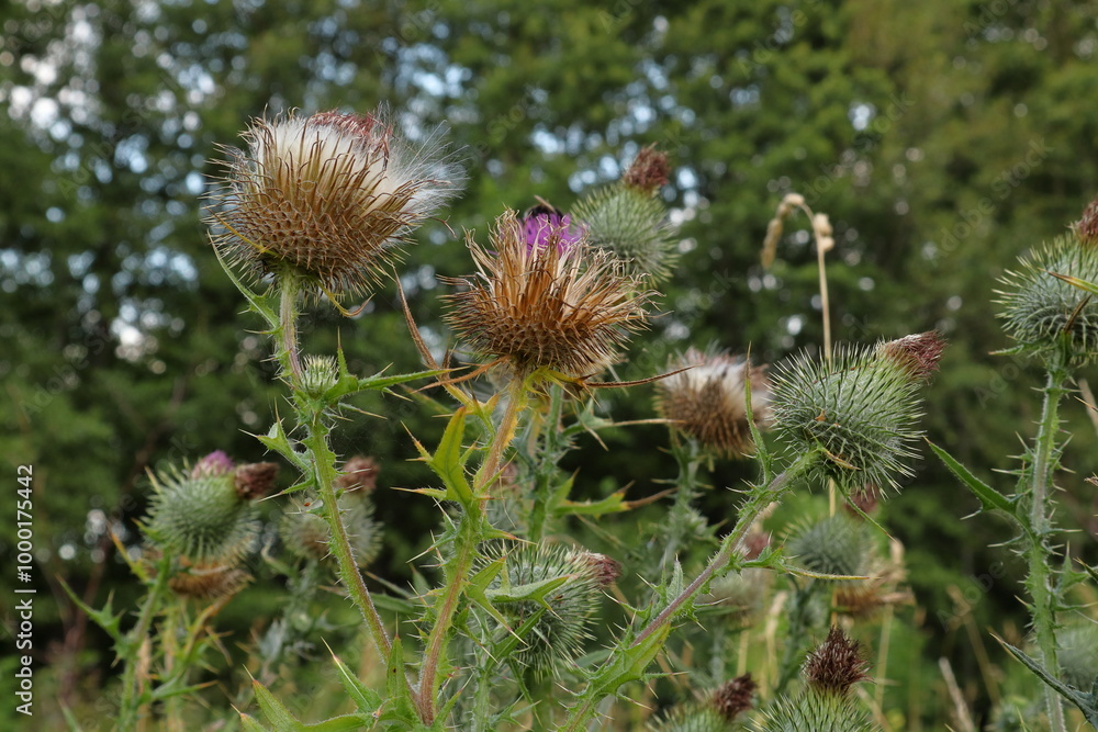 Cirsium plant or thistles. Summer day in nature. Cirsium plant or thistles. Summer day in nature.